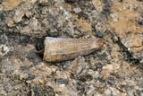 Two Fossil Crocodile Teeth And Limb Bone Section - Texas #116736-1